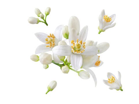 Close-up of fresh white orange blossoms with green buds and bright yellow stamens, isolated on a transparent background.