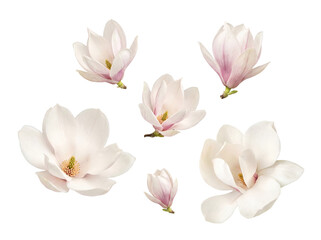Collection of beautiful white and pink magnolia flowers in various stages of bloom on a transparent background. © Caroline