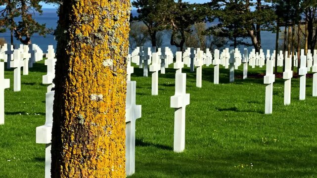 Yellow lichen-covered tree trunk frames rows of white marble crosses at Normandy American Cemetery with Atlantic Ocean glimpsed through trees beyond