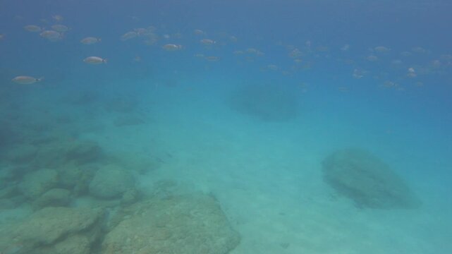 Crystal clear Mediterranean waters reveal a school of fish swimming above a rocky seabed in Souda Bay, Chania, Greece. Captured while freediving in stunning natural light.