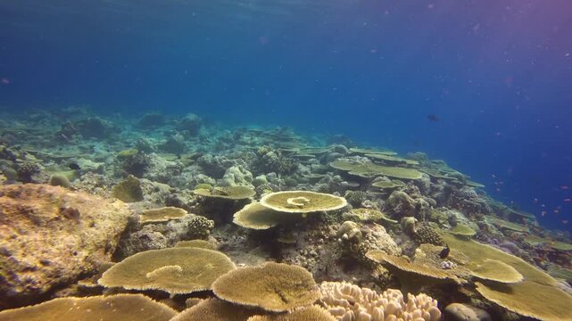 Drifting over coral reef with many table corals