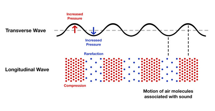 Educational diagram showing transverse and longitudinal waves with compression and rarefaction. Scientific illustration explaining sound wave behavior and motion of air molecules for physics learning 