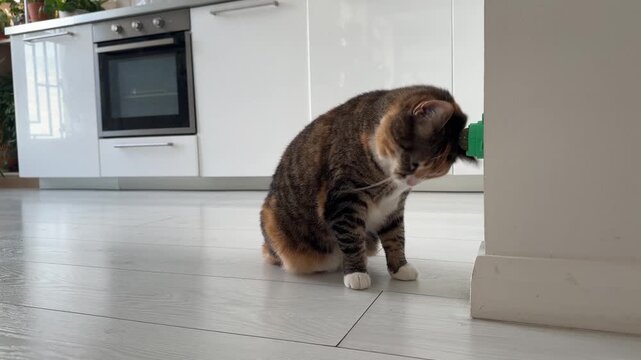 Cat rubs nose and face against wall-mounted catnip ball toy. Best for pets. Curious kitty presses muzzle to mint for feline, enjoying scent and stimulation natural behavior self-entertainment at home.