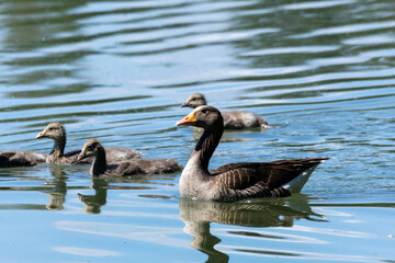 Fototapeta premium greylag goose aquatic bird European lakes and ponds migratory bird