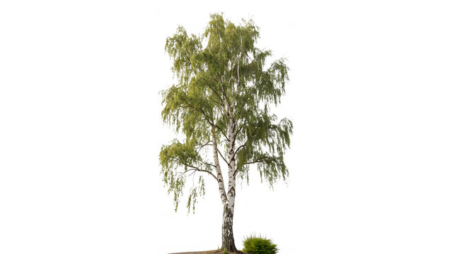 betula pendula commonly known as silver birch isolated on transparent background