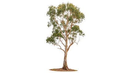 eucalyptus camaldulensis isolated on transparent background © Hanna