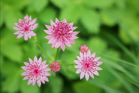Pink Astrantia Flowers Macro with Green Background