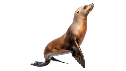 A sea lion standing on its back flippers with its front flippers raised and neck extended, showing its body in a natural pose © Anatoli