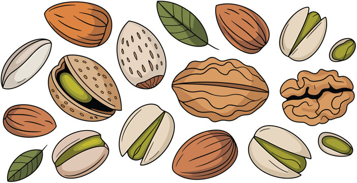 Collection of assorted nuts and leaves in hand-drawn illustration style