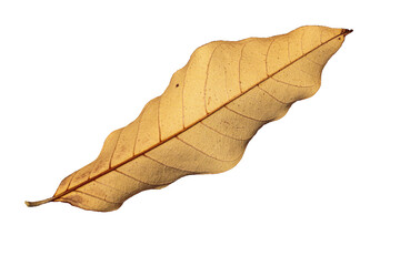 Obraz premium dried leaf leaves isolated PNG with Transparent Background
