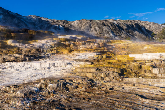 Panoramic View of the Iconic Steaming Mineral Formations at Mammoth Hot Springs Under a Clear Blue Sky