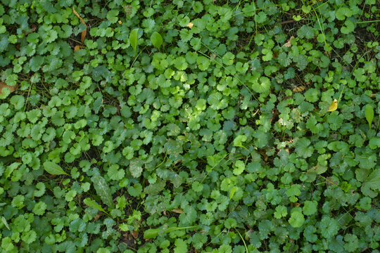 Ground covered with green leafage of Glechoma hederacea in September