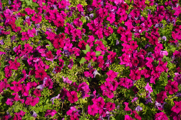 Obraz premium Top view magenta colored flowers of petunias in the flowerbed in June