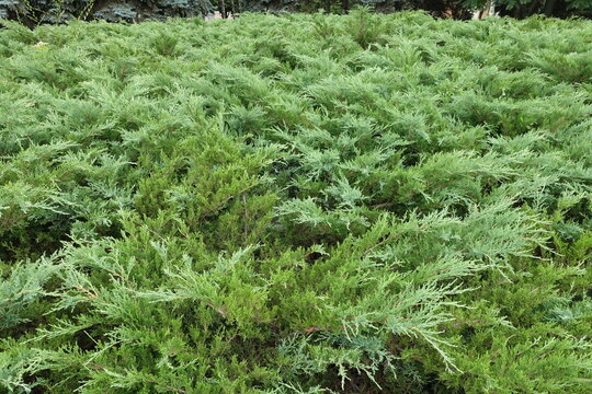 Background - lush green foliage of savin juniper in July