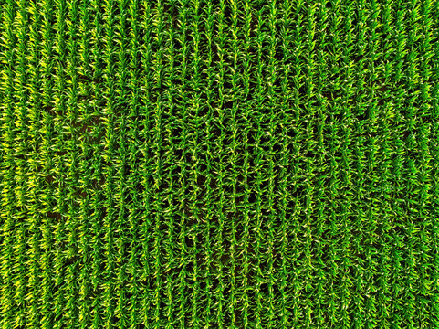 Corn field aerial view showing agricultural plantation growth