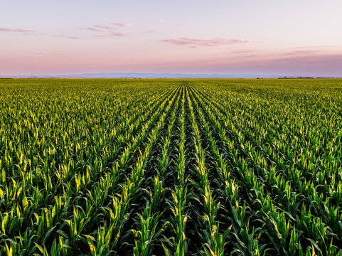 Green corn field in rows at sunset