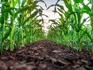 Naklejka premium Green cornfield showing rows of growing maize plants