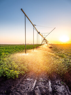Center pivot irrigation system watering potato field at sunset