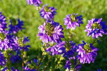Obraz premium Scaevola aemula - Fan-flowers or fairy fan-flowers. Mat-forming of pretty fan-shaped bluish flowers with spoon-shaped dark green elliptic and toothed leaves