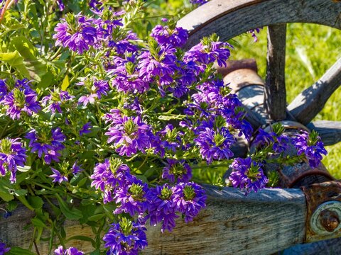 Clump of Blue-Purple Scaevola aemula, offering fan flowers with flexible, drooping stems clothed with toothed, spatulate, dark green leaves as an ornamental plant in a planter
