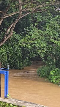 A muddy brown river flows rapidly past a bright blue metal floodgate in a lush Indonesian tropical rainforest, carrying a floating log downstream after heavy rainfall.