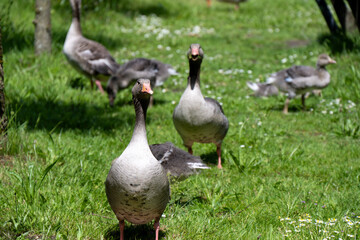Obraz premium Greylag geese grazing on grass at open air museum