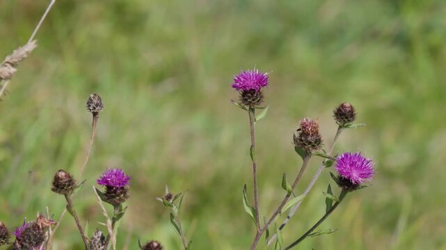 Purple knapweed flowers swaying in breeze across summer meadow landscape with soft bokeh background.