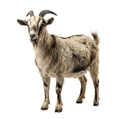 Obraz premium Goat standing isolated with transparent background for commercial use