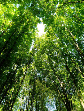 Green treetops against clear sky, shot from below while walking in park.