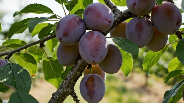 Ripe plums hanging on a tree branch with lush green leaves in an orchard during the summer