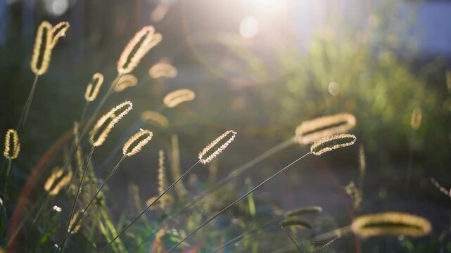 Setaria plant heads glow in sunlight, many plant bent around, sun glow in background
