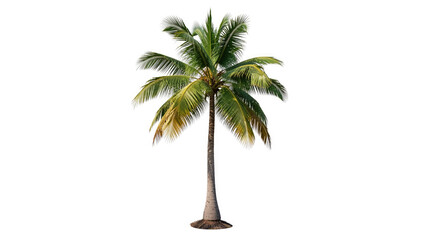 Obraz premium A solitary palm tree against a pure white background
