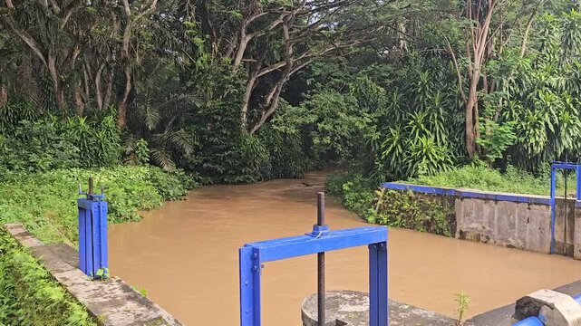 Muddy brown floodwater rushes over a small concrete dam with blue gates, surrounded by dense and lush tropical jungle vegetation during the rainy season.