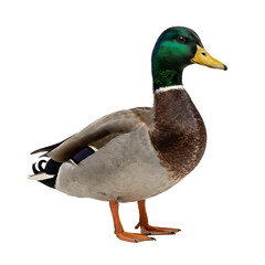 Fototapeta premium Male mallard duck isolated detailed feather textures on transparent background