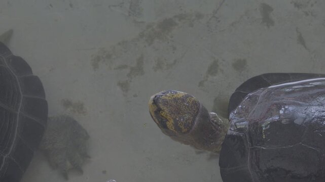 Close up of a yellow-headed temple turtle head with yellow patterns.

