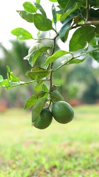 Bunch of ripe green limes growing hanging on branch of exotic lush tree (Citrus aurantifolia) in village of Thailand, gardening and growing food production, vitamin citrus lime fruit grows on tree.