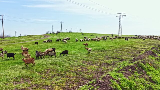A group of sheep and goats is grazing on a green field under a clear sky. Power lines run along the area, and a dirt path is visible in the background. The scene shows farm life.
