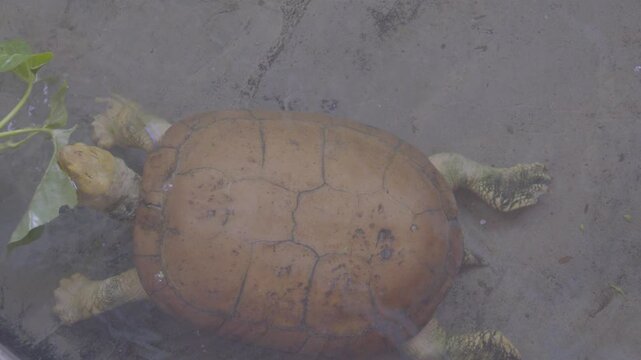 Feeding a Mexican mud turtle with water spinach in the zoo habitat.