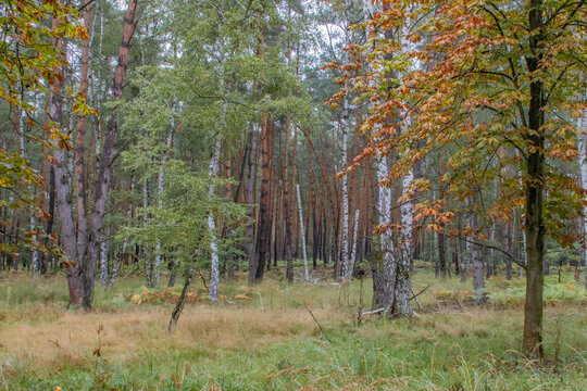 Autumn Forest Clearing with Pine and Birch Trees copy space