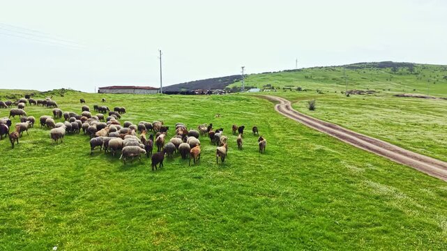 Many sheep are seen grazing on a large green field next to a dirt road. Hills are visible in the background along with some farm structures and telephone poles.
