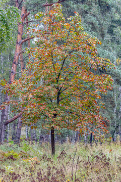Autumn Tree in Forest with Muted Fall Colors and Copy Space