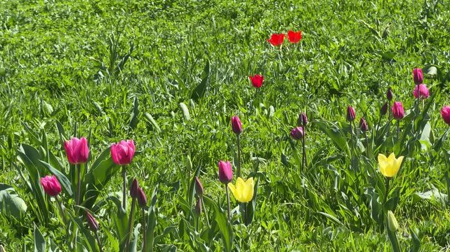 Field of tulips colorful beautiful flowers.
