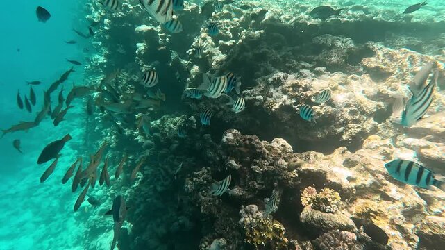 Underwater life, snorkeling in Red sea. Flocks of fish swimming next to coral reef