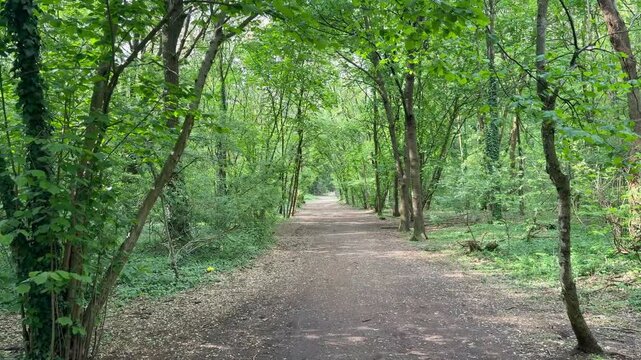 A straight dirt path surrounded by dense green trees forming a natural canopy overhead. 
