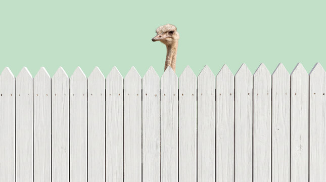 Ostrich Peeking over White Wooden Fence with Curious Expression