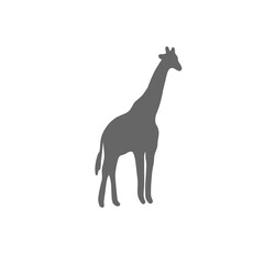 Fototapeta premium Giraffe Silhouette Icon Gray on Black – Safari Wildlife Symbol