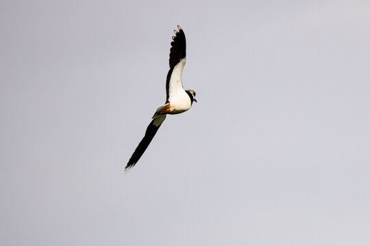 image of a (Vanellus vanellus) flying against the sky