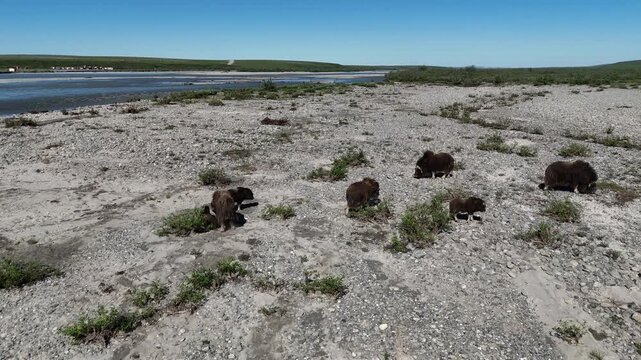 Majestic herd of wild muskoxen, including several calves, grazing on sparse vegetation along a wide, rocky riverbed in the vast, remote tundra of the arctic wilderness on a sunny day