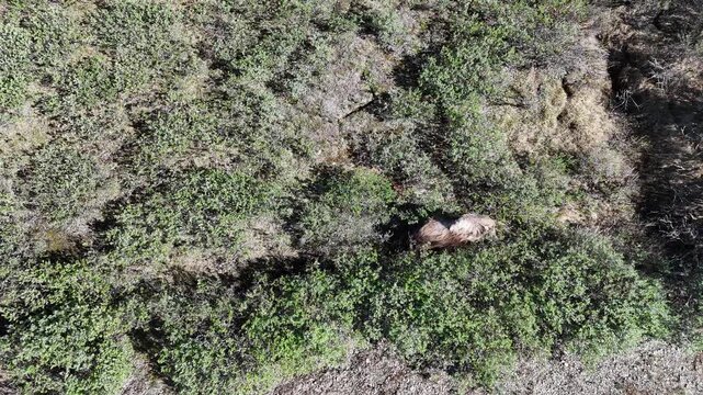 Impressive grizzly bear searching for food among the dense bushes of the alaskan wilderness, filmed from a top down aerial perspective showing its natural behavior in its native habitat
