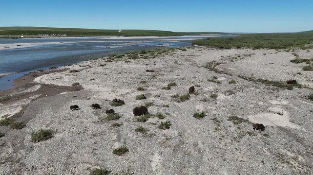 Majestic herd of wild muskoxen, including several calves, peacefully grazing on the sparse vegetation of a wide, rocky riverbed in the vast and remote arctic tundra of alaska on a clear day